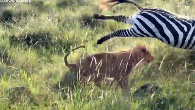  فیلم فرار باورنکردنی گورخر از چنگال شیر ماده