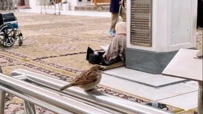  عکس ناب از گنجشک های حرم علوی که قلب ها را تسخیر می کند