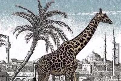  بازی فکری؛ اگه با هوشت همه رو تیکه وا تیکه و ذلیل کردی زرافه دوم رو پیدا کن