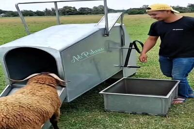  دامداری نوین؛ دستگاه زدن گوسفند خودکفا بره لخت تخ میشه بیرون