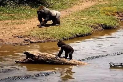  معماری طبیعت؛ بچه گوریل رو تمساح ها دوره کردن باباش که رسید همه غلاف کردن