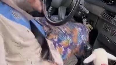  یک زن ترک به بزغاله‌ای که مادرش او را رها کرده بود، شیر داد و حالا بزغاله همه جا دنبالش می‌رود