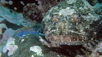  بشر تنها 10 درصد از جانوران اقیانوس را می شناسد