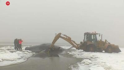  شش نهنگ عنبر مرده در نزدیکی جزیره فانو دانمارک پیدا شد