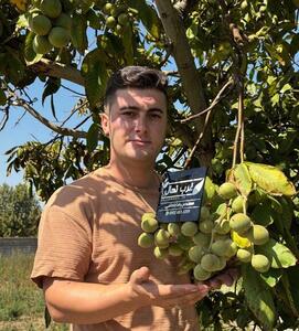  عجله کنید! فرصت محدود خرید نهال یارانه‌ای گردو و بادام فقط ۳۵ هزار تومان