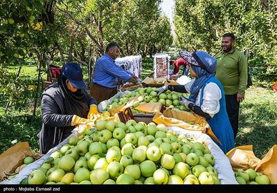  جولان دلالان در باغات سیب لرستان؛ ‌‌سودی که به جیب واسطه‌ها می‌رود! - تسنیم