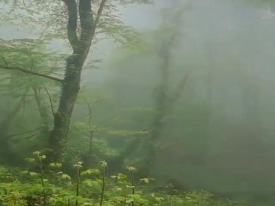  جنگل زیبا و تماشاییِ هزار جریب