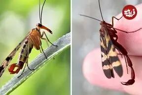  مگس عقرب؛ حشره ای عجیب با دمی شبیه عقرب!