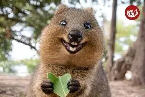  ۱۰ حیوان بامزه که انگار از دل انیمیشن ها بیرون آمده اند!