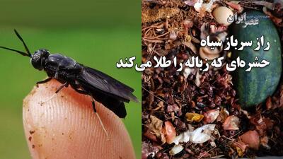  راز سرباز سیاه ؛ حشره‌ای که طلا می‌آورد/ نجات خاک ایران با یک ایده جسورانه در خراسان شمالی