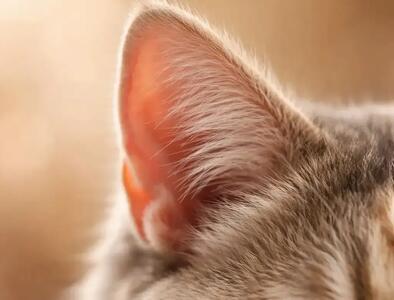  راز گوش گربه‌ ها که دانشمندان را شگفت‌زده کرده