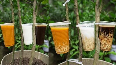  راز ریشه دار کردن لیمو بدون بذر؛ روشی که همه جواب می گیره