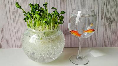  آموزش سبزه عید بسیار زیبا در تنگ ماهی !