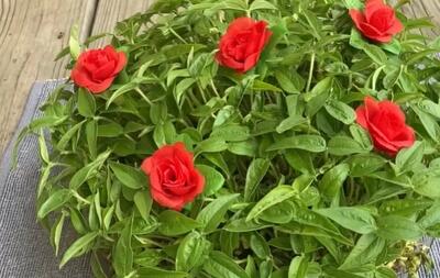  آموزش سبز کردن سبزه ماش برای عید به ساده ترین روش؛ سبزه هفت سین شاداب و زیبا