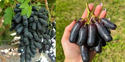  فروش ویژه گران قیمت ترین نهال انگور دنیا نهال انگور موندراپ