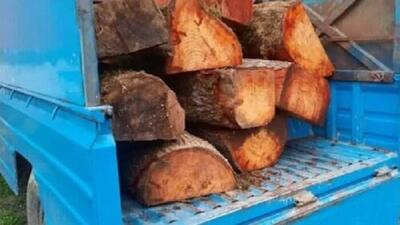  قاچاقچی حرفه‌ای چوب در جنگل‌های نور دستگیر شد