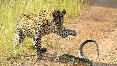  فیلم/ مستند حیات وحش حیوانات؛ نبرد تماشایی پلنگ و بزمجه؛ وقتی طعمه ورق را برمی گرداند