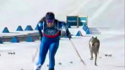  فیلم اتفاق بی سابقه/ حضور گرگ در مسابقه اسکی المپیک زمستانی