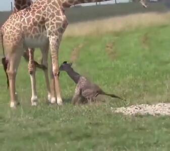  فیلم تلاش تماشایی بچه‌ زرافه برای ایستادن