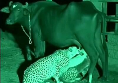  مستند حیات وحش؛ یوزپلنگ خود گاو رو نمیخوره بلکه از پستان هاش شیر می خوره