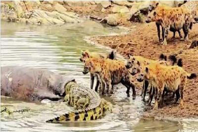  مستند حیات وحش؛ تمساح حریص لاشه اسب آبی را از کفتارها دزدید