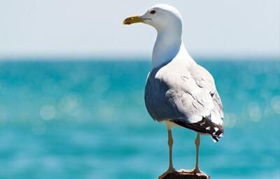  برخورد اتفاقی توپ به مرغ دریایی در یک مسابقه فوتبال در استانبول