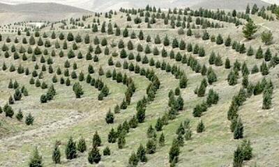  شناسایی ۳۰۰ نقطه بحرانی سیل در البرز/ تولید ۲۲ میلیون نهال در طرح کاشت یک میلیارد درخت