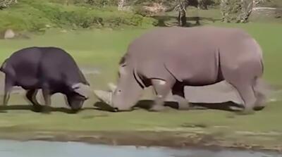  نبرد شدید کرگدن و بوفالوی نر را ببینید