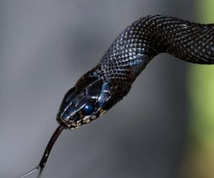  تعبیر کامل خواب مار + جزئیات