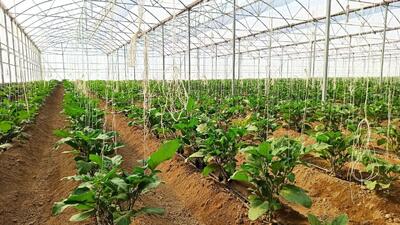  پیشرفت ۹۰ درصدی نخستین گلخانه بلوبری لرستان