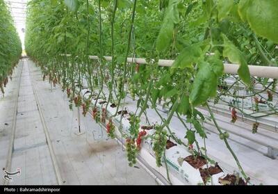  توسعه گلخانه‌ها؛ مسیر پایدار کشاورزی در خراسان جنوبی - تسنیم
