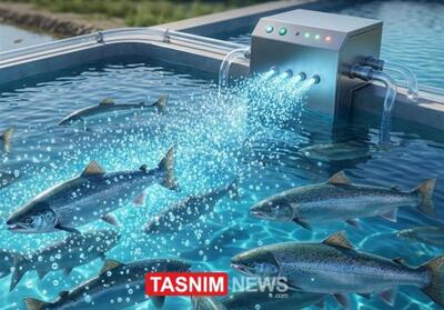  جهش 100 درصدی تولید ماهی با فناوری نانوحباب - تسنیم
