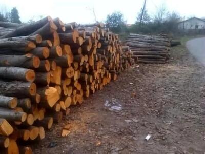  کشف بیش از هفت هزار مترمکعب چوب قاچاق