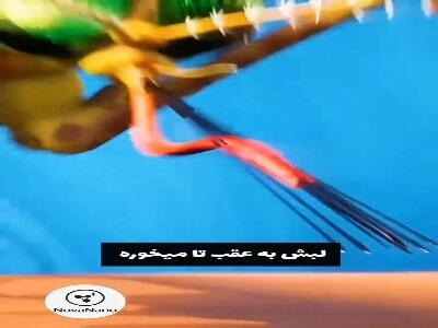  مکانیسم پیچیده نیش پشه برای مکیدن خون انسان