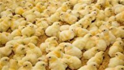  جوجه ریزی بیش از ۱۴ میلیون و ۸۰۰ هزار قطعه جوجه در خراسان شمالی