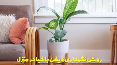  روش نگهداری دیفن باخیا در منزل | برای تقویت و رشد سریع دیفن باخیا چه باید کرد؟