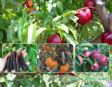 آموزش تشخیص نهال سالم + راهنمای کامل خرید نهال میوه و زینتی