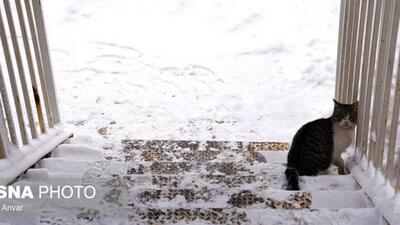  بارش برف زمستانی در اردبیل