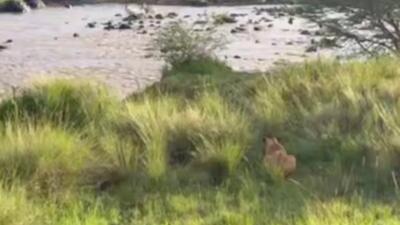  فرار باورنکردنی گورخر با لگدپرانی به صورت شیر