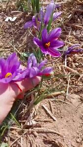  غارت طلای سرخ ایران؛ زعفران ایران زیر ضرب قاچاق و خام‌فروشی!