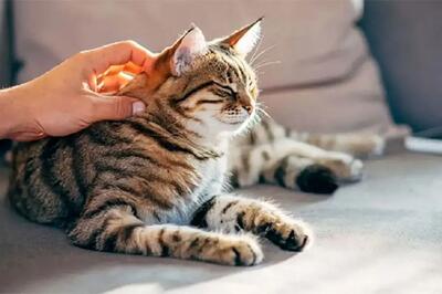  گربه‌ها شاید کلید درمان سرطان در انسان‌ها باشند