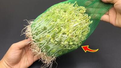  چگونه به سادگی و به طور موثر جوانه ماش را در یک کیسه میوه پرورش دهیم!