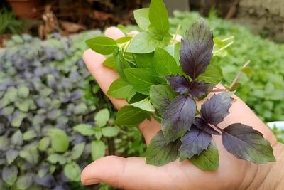  کاشت بذر سبزی ریحان در باغچه؛ خودتان ریحان کاشت کنید