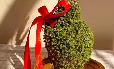  آموزش کاشت زیباترین سبزه روی کوزه، سبزه تخم شربتی !