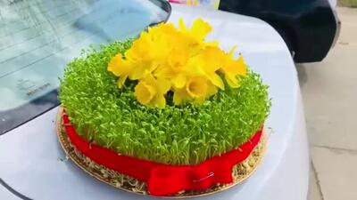  آموزش کاشت سبزه عدس برای خانم های باسلیقه !