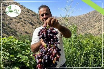  فروش گران ترین نهال انگور دنیا نهال انگور موندراپ