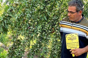  خرید انواع نهال گردو، بادام و میوه تضمینی از نهالستان آرال نهال؛ انتخابی مطمئن برای سرمایه‌گذاری باغداری