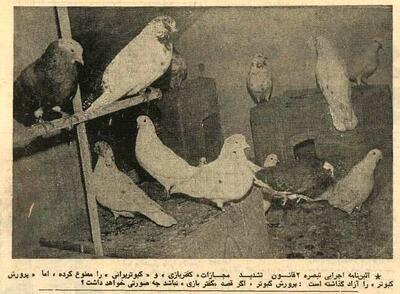  مصوبه «کفتربازی» در هیات دولت تصویب شد + عکس