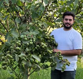  نهالستان نارون کشت؛ بزرگترین تولیدکننده نهال‌های گردو، بادام و صنوبر در ایران