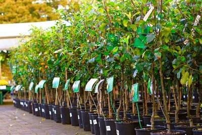  ضرورت توزیع نهال‌های استاندارد با کد امنیتی در استان مرکزی
